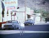 donkey_in-oatman