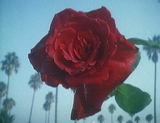 dream_rose