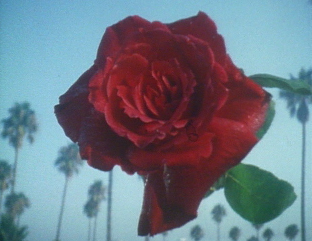 dream_rose.jpg